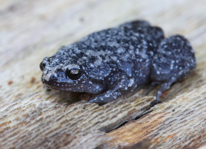 Eastern Narrowmouth Toad